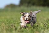 BERGER AUSTRALIEN PUPPIES 182